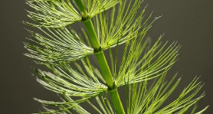 Horsetail Extract