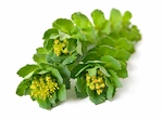 Rhodiola Rosea Extract